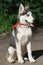 A four-month female husky puppy