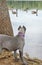 Four month old italian mastiff cane corso on lake