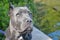 Four month old italian mastiff cane corso on lake