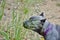 Four month old italian mastiff sniffing the grass