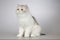 Four months old female kittern of Persian long hair breed cat