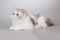 Four months old female kittern of Persian long hair breed cat