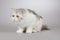 Four months old female kittern of Persian long hair breed cat