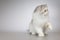 Four months old female kittern of Persian long hair breed cat