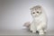 Four months old female kittern of Persian long hair breed cat