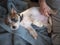 Four months old Jack Russell Terrier lying on an old blue rag while her owner tickles her.