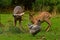 Four months young wild Roe deer Capreolus capreolus, learn rules