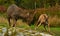 Four months young wild Roe deer Capreolus capreolus, learn rules