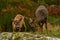 Four months young wild Roe deer Capreolus capreolus, learn rules