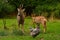 Four months young wild Roe deer Capreolus capreolus, learn rules