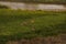 Four Mule Deer Bucks In Velvet Running In Green Field