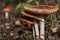 Four Mushroom Amanita Muscaria close up in landscape
