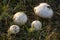 Four mushrooms on the grass in the forest