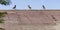 Four Myna Birds on a Shabby Old Rooftop