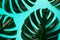 Four natural green monstera leaf or swiss cheese plant on turquoise background