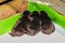 Four newborn jack russell terrier puppies in a whelping box with a warming lamp