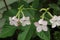 Four Nicotiana flower blossoms in front of a large Castor Bean leaf