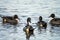 Four Northern Pintail Ducks Anas acuta