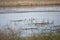 Four Northern Shoveler Ducks Swimming