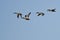 Four Northern Shovelers Flying in a Blue Sky