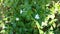 Four O`clock flower, Marvel of peru, Mirabilis Jalapa.