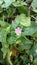 Four O`clock flower, Marvel of peru, Mirabilis Jalapa.