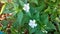 Four O`clock flower, Marvel of peru, Mirabilis Jalapa.