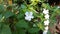 Four O`clock flower, Marvel of peru, Mirabilis Jalapa.