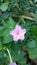 Four O`clock flower,mirabilis jalapa or marvel of peru