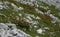 Four o`clock flower  Mirabilis multiflora  on barren green grass on a steep rocky and steep mountain slope