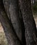 Four old trees in the forest, growing from one root