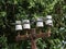 Four old white porcelain insulators perched on top of a rusty and dilapidated post