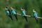 Four in one bee Eater branch