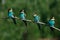 Four in one bee Eater branch