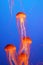 Four orange-red jellyfish