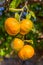 Four orange tangerines hanging at tree