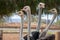 Four ostriches in South Africa