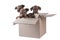 Four outbred puppies in a cardboard box on a white background