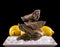 Four oyster shell on ice with lemon as balance stack