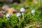 Four pale blue small poisonous mushrooms growing in the forest