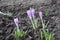 Four pale lavender-colored flowers of Crocus tommasinianus in February