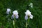 Four pale violet flowers of irises in the garden in May