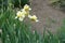 Four pale yellow flowers of irises