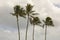 Four Palm Trees