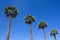Four Palm Trees against a blue sky