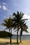 Four palm trees on a beach