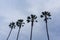 Four palm trees on an overcast sky background, California