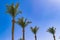 four palms trees on a blue sky and blue clouds background,