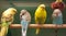 Four Parakeets