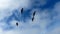 Four Pelicans Soaring in a Blue and White Sky